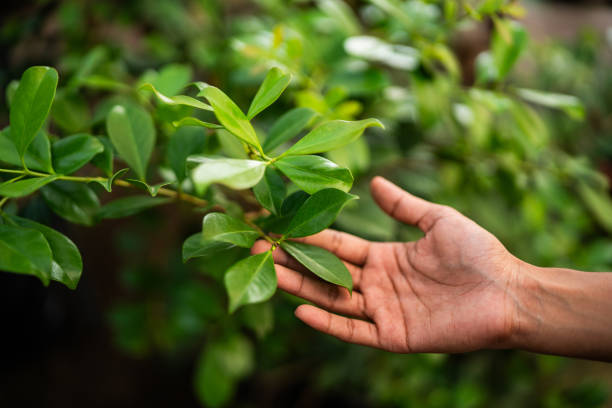 How Our Tree Care Process Works  in  Elmira Heights, NY